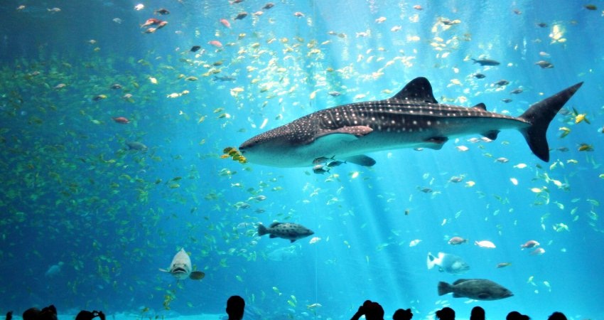 Австралийский аквариум фото