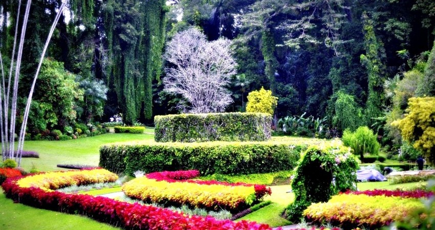 Королевский Ботанический сад в Сиднее фото
